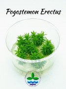 Pogostemon Erectus TC CUP